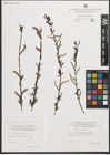 Foto von Salix purpurea L.